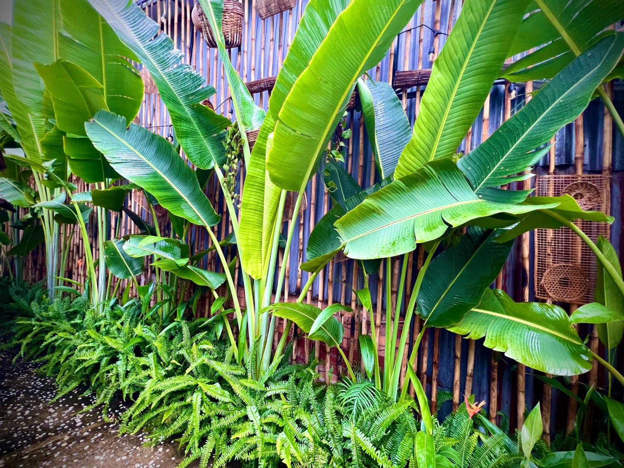 Cai Rang Ben Do Xua Homestay & Coffee المظهر الخارجي الصورة